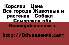 Корсики › Цена ­ 15 000 - Все города Животные и растения » Собаки   . Самарская обл.,Новокуйбышевск г.